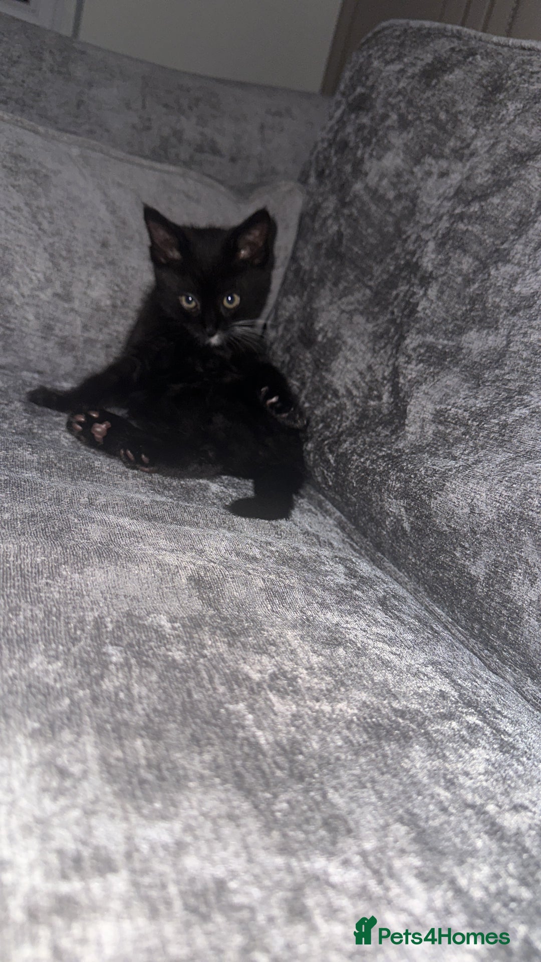 Mixed Breed cats for sale: Kitten for re homing £25 - Image 2