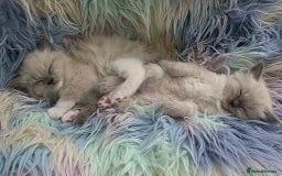 Ragdoll cats for sale: Stunning Ragdolls  - Image 26