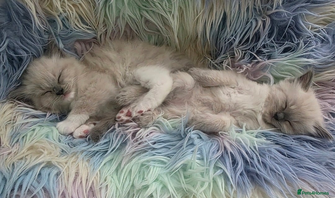 Ragdoll cats for sale: Stunning Ragdolls  - Image 26