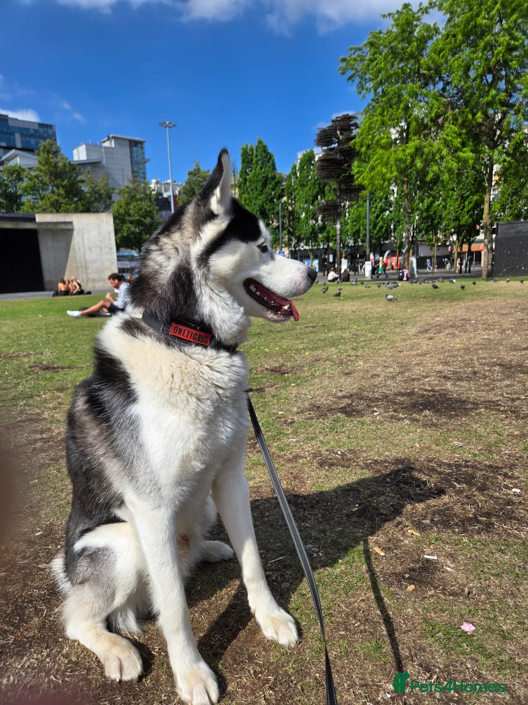 Siberian Husky dogs for stud: First time  in Manchester - Advert 5