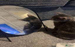 British Shorthair cats for sale:  **   - Advert 3