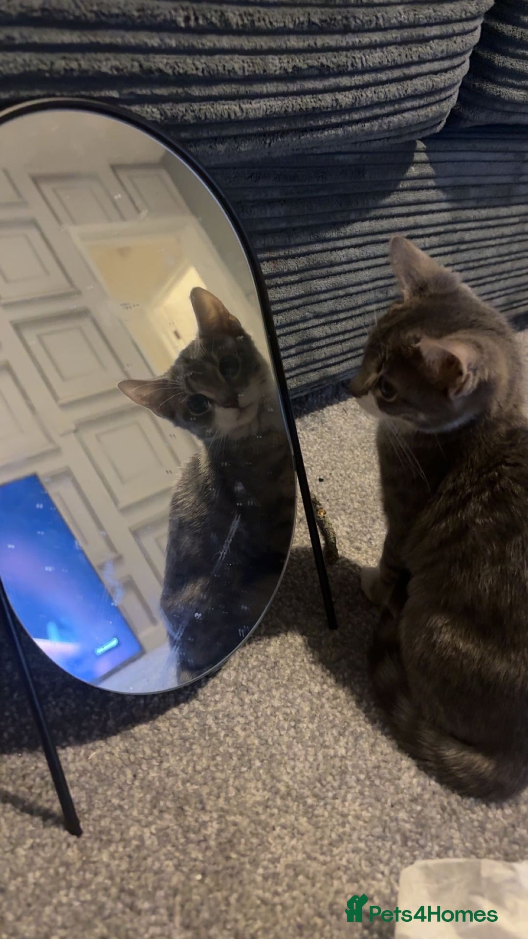 British Shorthair cats for sale:  **   - Advert 3