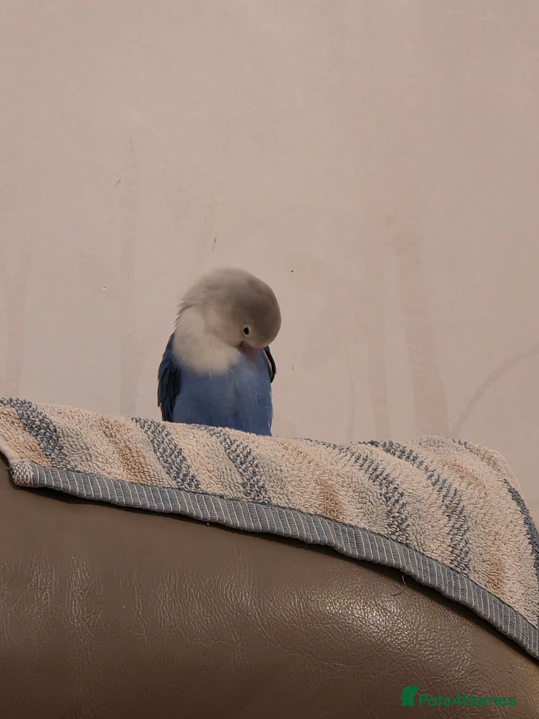 Lovebirds birds for sale: Fischer Love bird to sell  - Advert 3