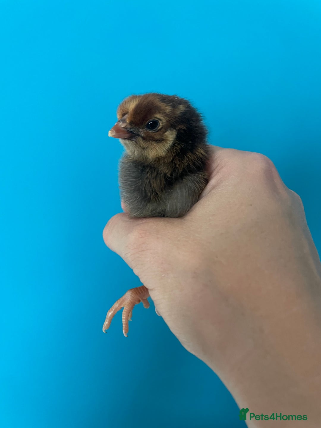 Chickens poultry for sale: Chicks - Image 26