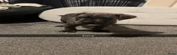 Cane Corso dogs for sale: cane corso puppies  in Leeds - Advert 18