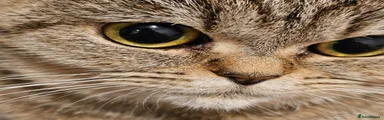 British Shorthair 1
