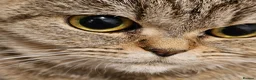 British Shorthair cats for sale: Active, gccf and tica registeted queen - Advert 6