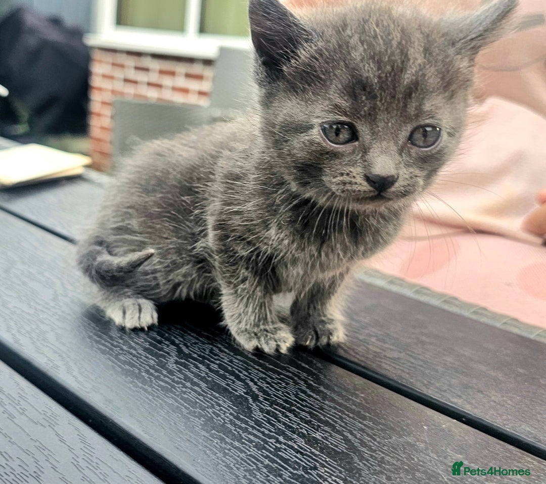 Mixed Breed cats for sale: 2 mixed breed girls(black ones left now). - Image 9