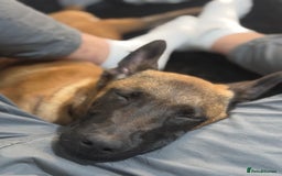 Belgian Shepherd Dog dogs for sale: Zalem! - Image 3