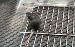 Mouse rodents for sale: Male mice free to a good home  - Image 1