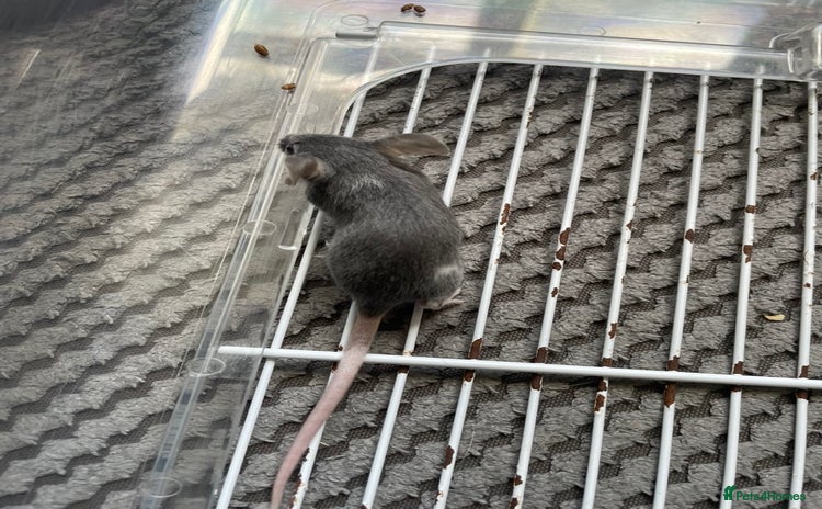 Mouse rodents - Advert 8