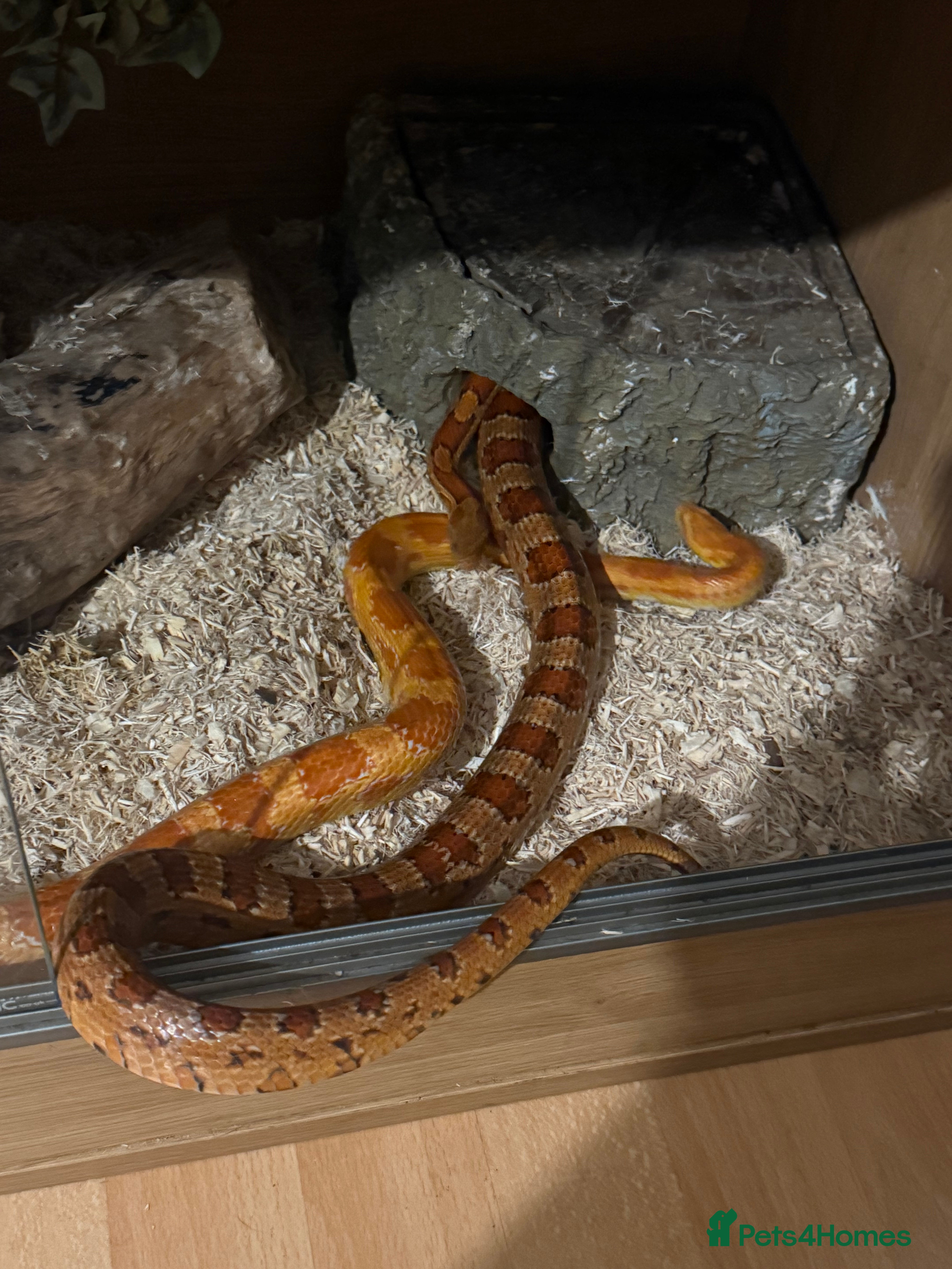 Corn Snake reptiles Rita and rody  - Advert 1