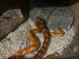 Corn Snake reptiles Rita and rody - Advert 1