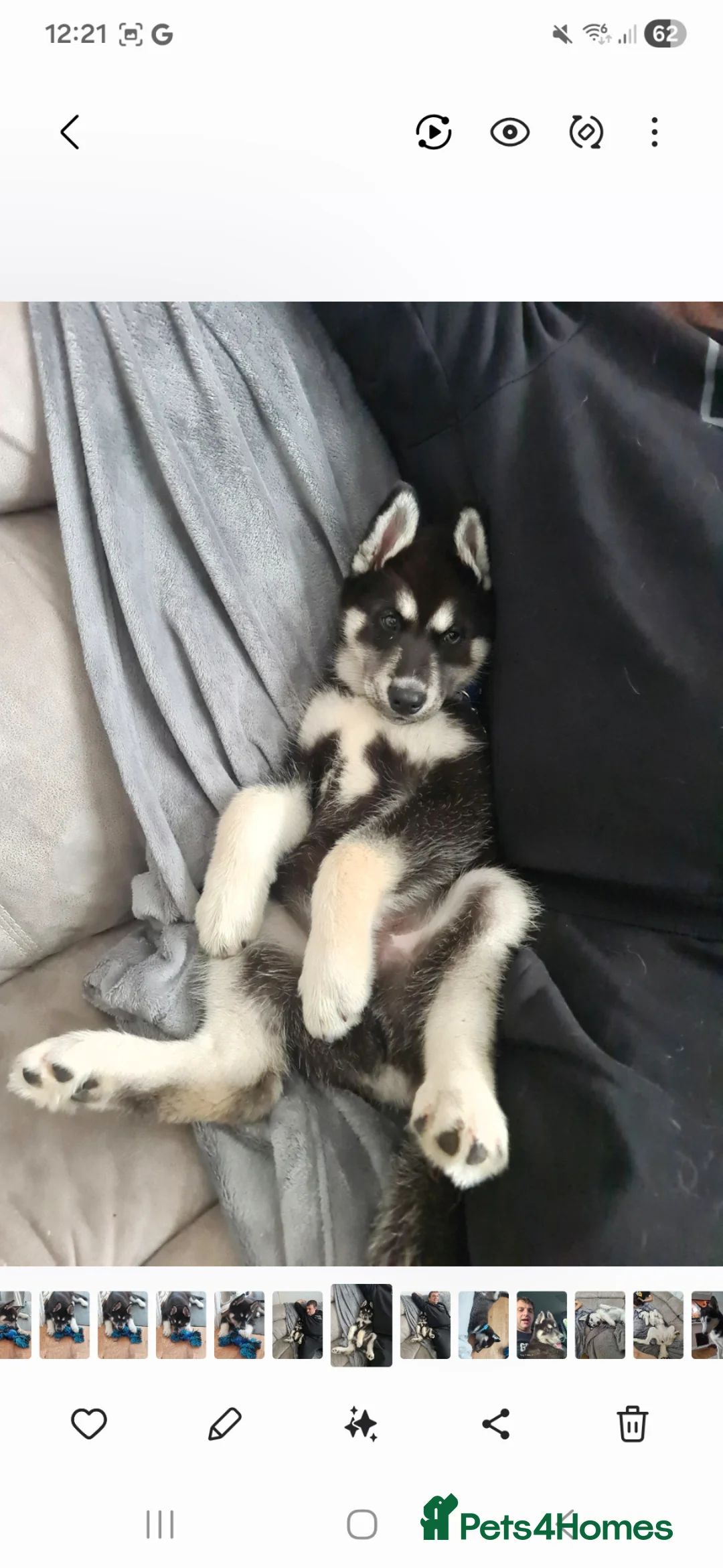 Siberian Husky dogs for stud: Siberian Husky For STUD ONLY in St Albans - Advert 7