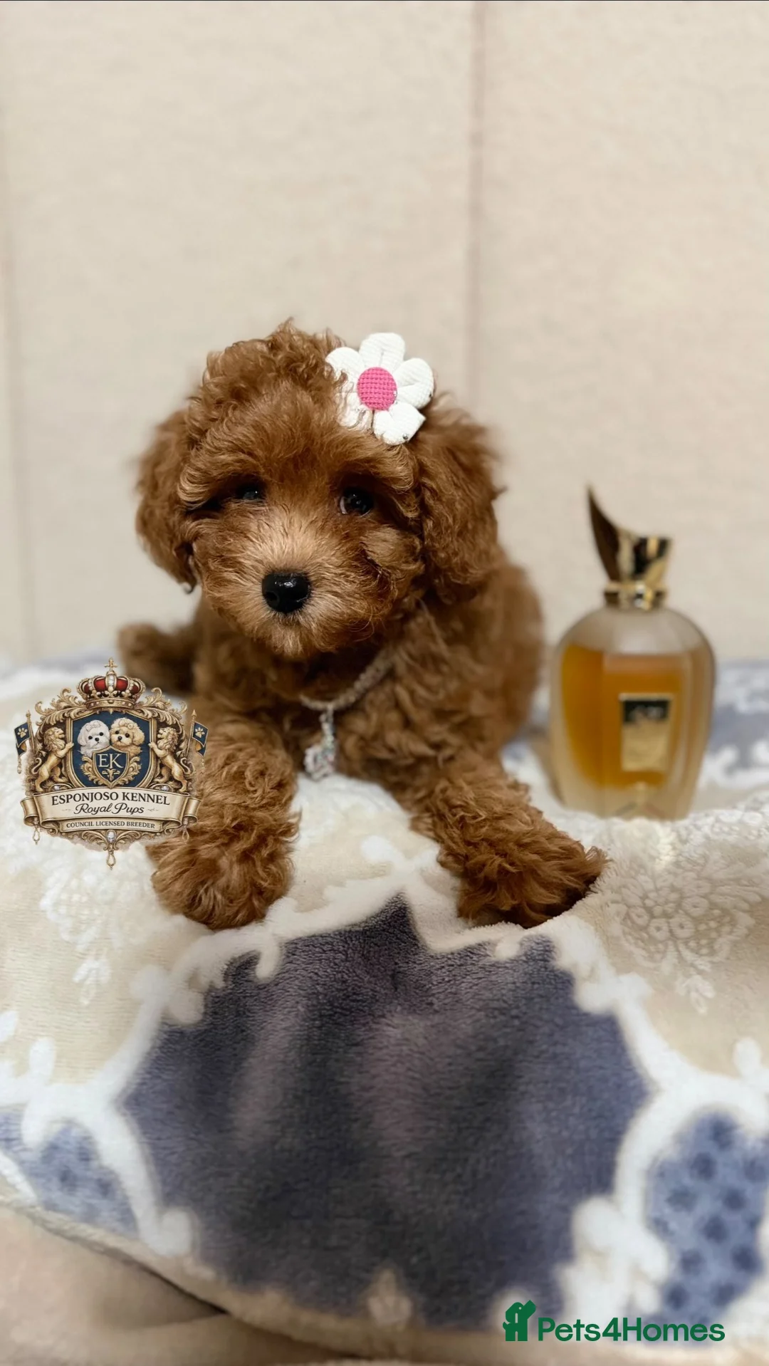 Toy Poodle dogs for sale: 1 Last girl 🏡5⭐ Licensed ESPONJOSO Toy Poodle👑 - Advert 2