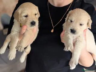 Golden Retriever dogs Beautiful golden retriever puppies for sale - Advert 6