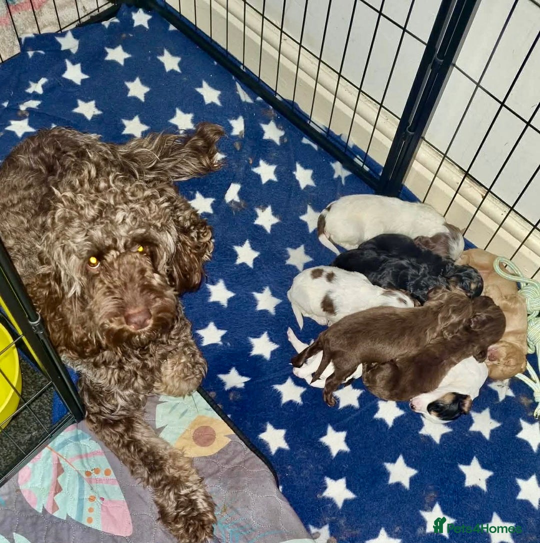 Cockapoo dogs for sale: Cockerpoos F1B - Advert 10