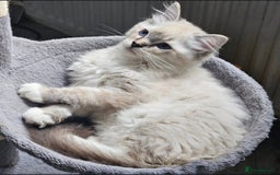 Ragdoll cats for sale: Stunning registered seal tabby ragdoll GC lines - Image 18