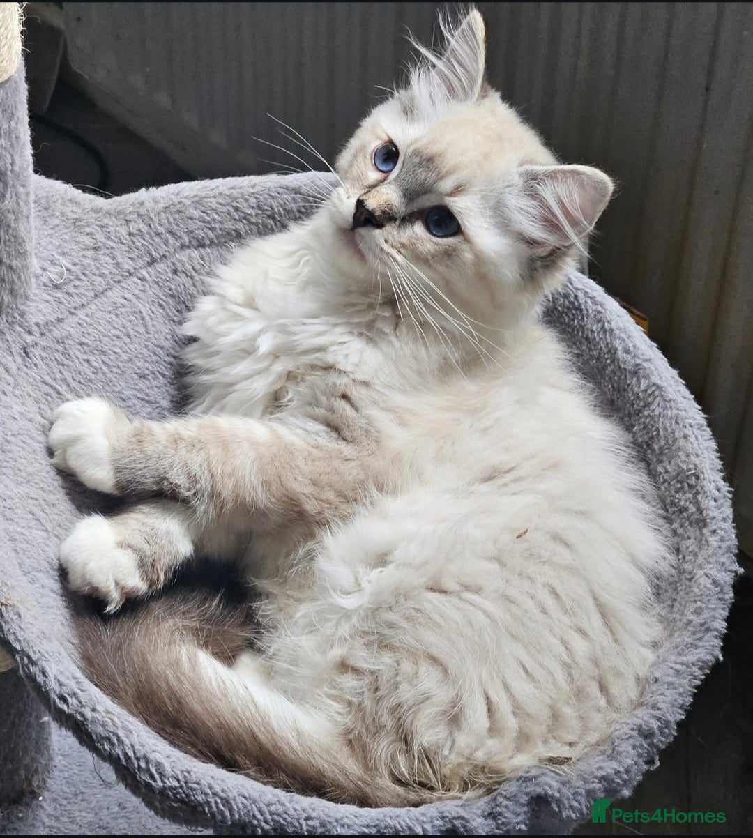 Ragdoll cats for sale: Stunning registered seal tabby ragdoll GC lines - Image 18