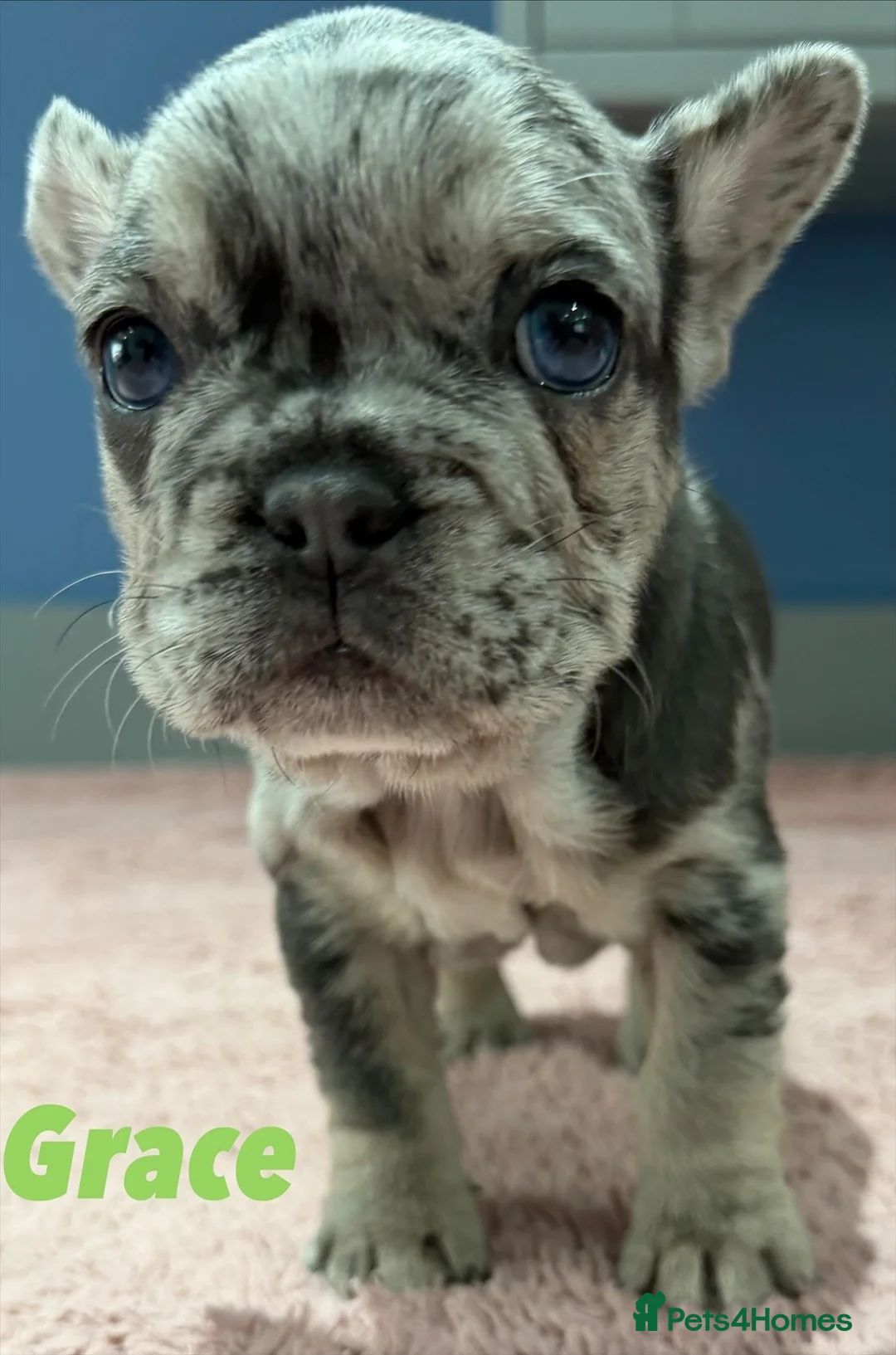 French Bulldog dogs for sale: French bulldog puppies - ready end of feb - Advert 5