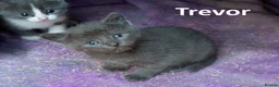 Mixed Breed cats for sale: 2 Affectionate British Shorthair Cross Kittens - Advert 9