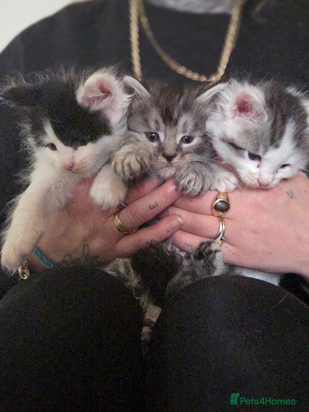 Maine Coon cats for sale: Variety of Maine coon kittens - Image 19