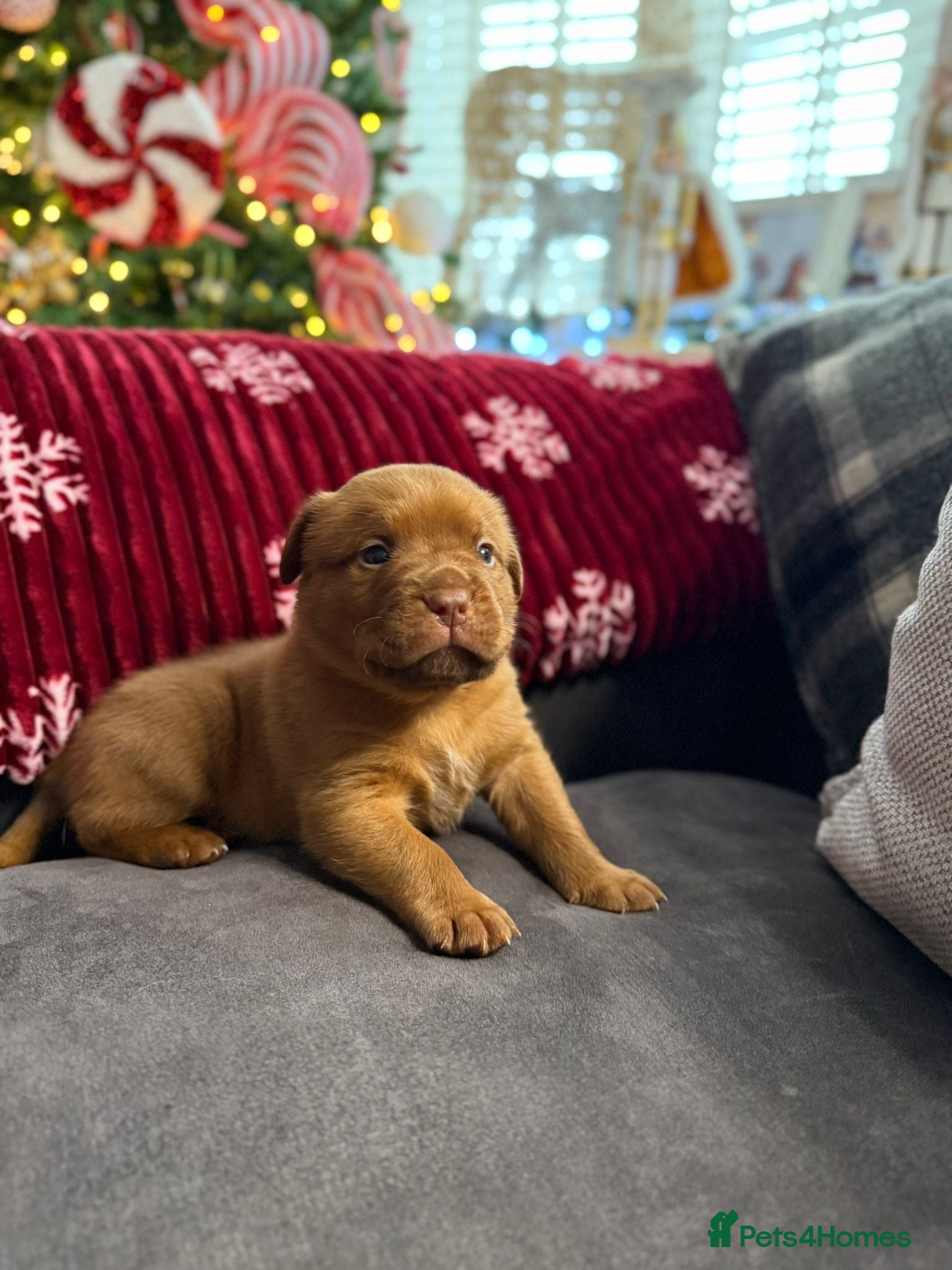 Dogue De Bordeaux dogs Stunning little of Dogue De Bordeaux puppies  - Advert 1