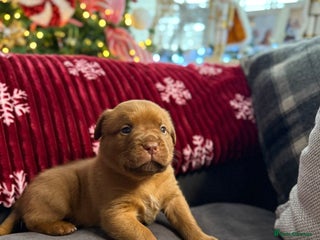Dogue De Bordeaux dogs Stunning little of Dogue De Bordeaux puppies - Advert 1