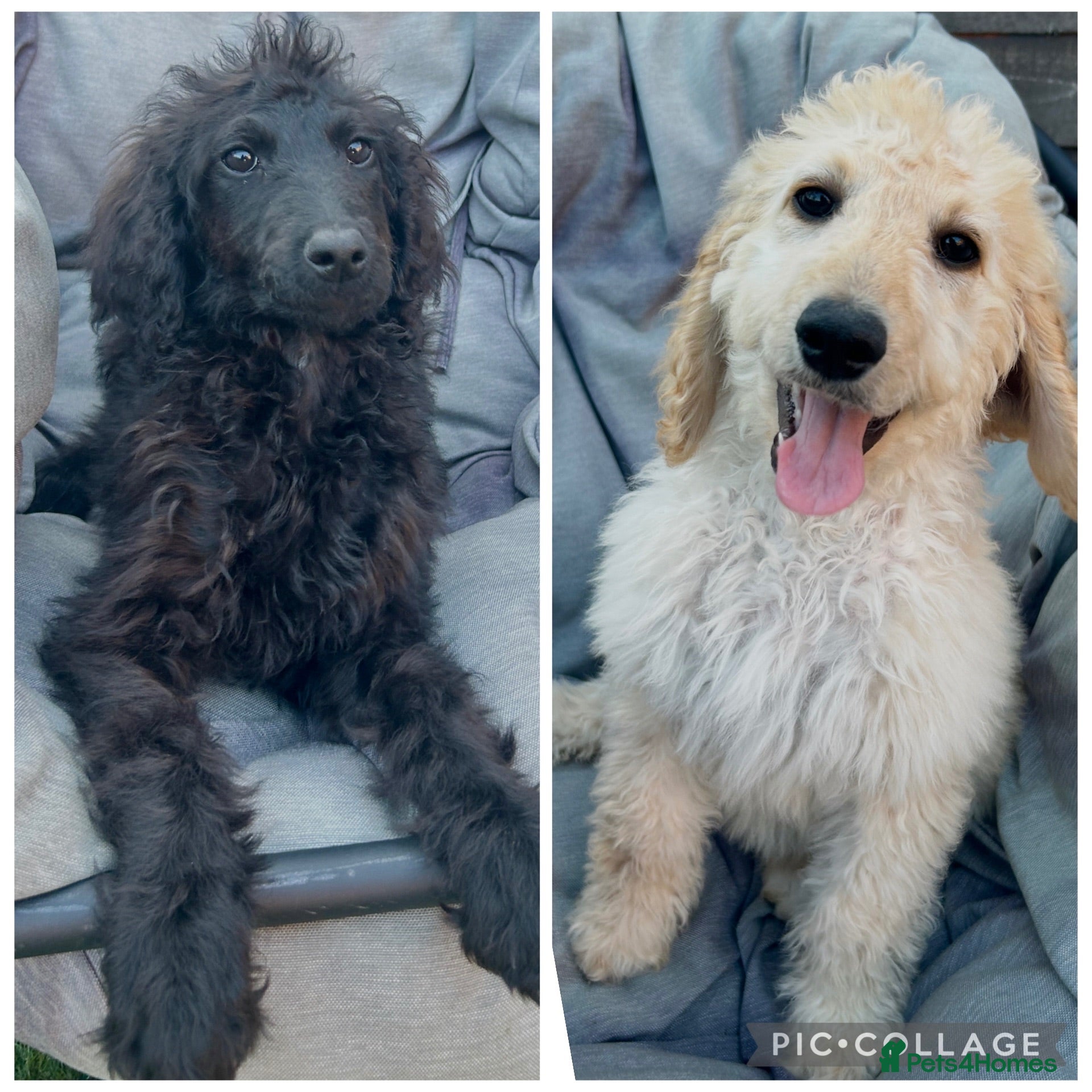 Labradoodle dogs Adorable health tested f1bb standard labradoodles  - Advert 2