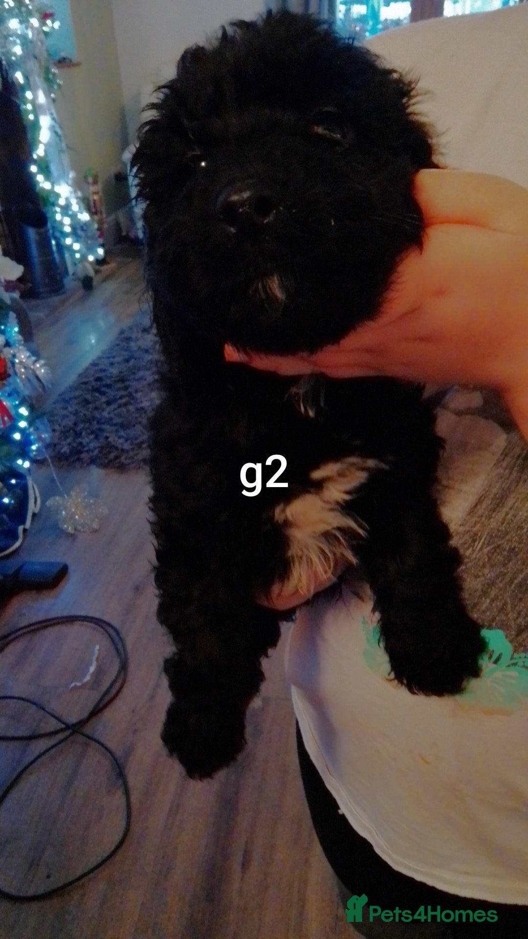 Cockapoo dogs for sale:  merles & chocolate & black Cockapoo puppies - Advert 7