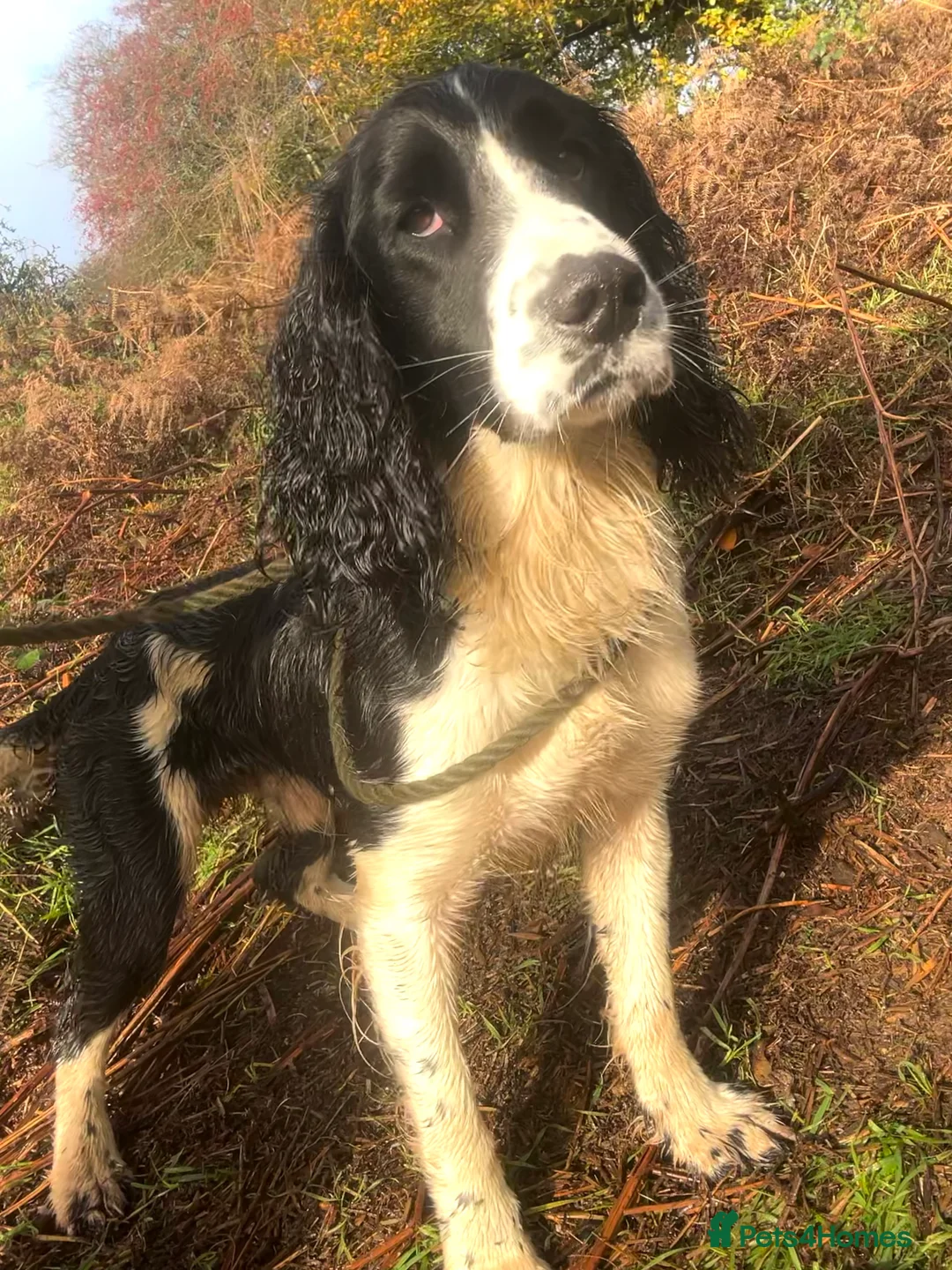 English Springer Spaniel dogs for stud: Solid Black and white traditional springer  in Tavistock - Advert 2
