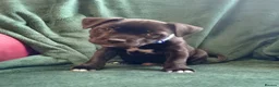 Staffordshire Bull Terrier dogs for sale: Only one stunning Boy available. - Advert 9
