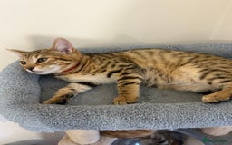 Bengal cats for sale: 3 Left- Beautiful litter of Bengal kittens  - Image 37