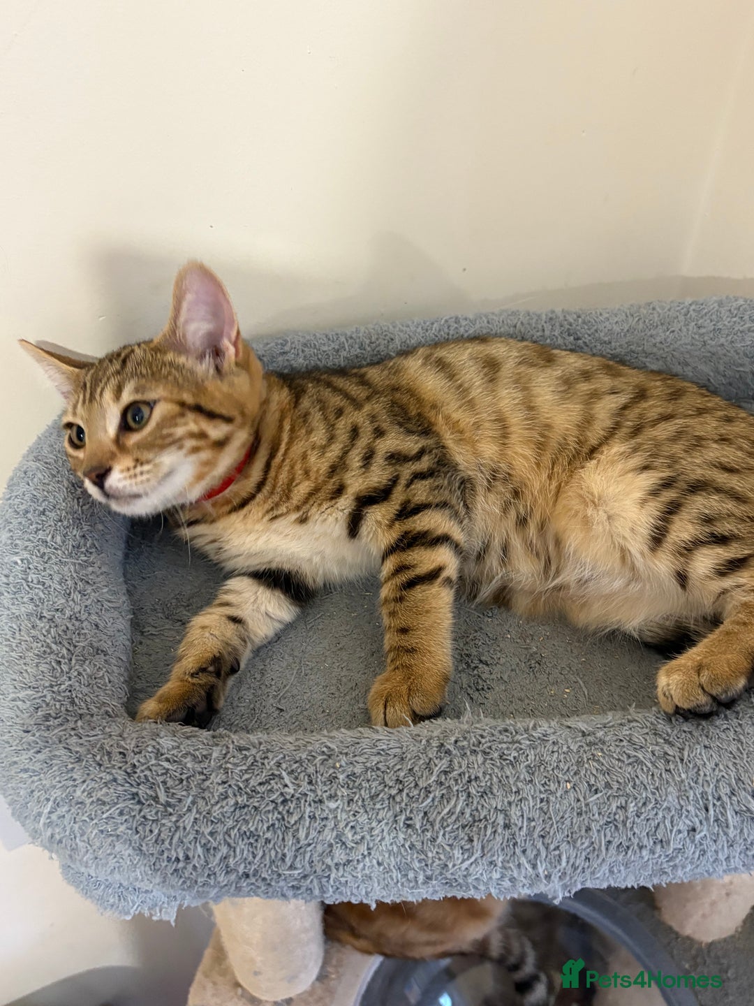 Bengal cats for sale: 3 Left- Beautiful litter of Bengal kittens  - Image 37