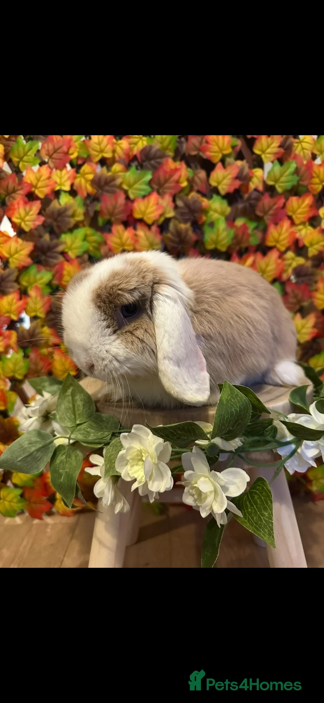 Mini Lop rabbits for sale: Gorgeous Minilop Buck  - Advert 4