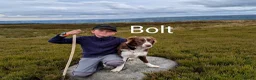 Border Collie dogs for stud: Award Winning Red and White Border Collie for stud in Ilkley - Advert 6