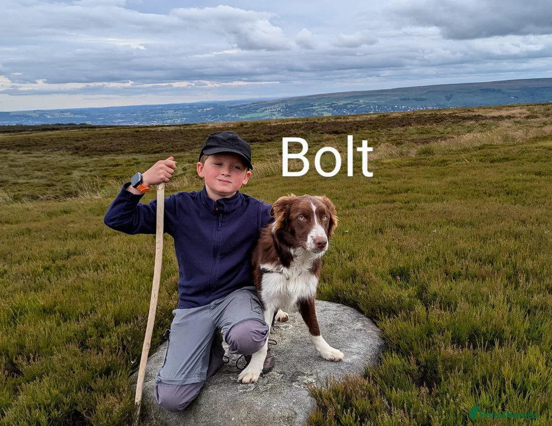 Border Collie dogs for stud: Award Winning Red and White Border Collie for stud in Ilkley - Advert 6