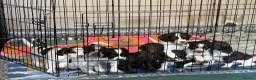 Sprocker dogs for sale: 8 Beautiful Sprocker Puppies  - Advert 11