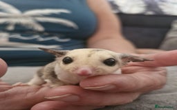 Sugar Glider rodents for sale: Breeding pair of  sugar gliders ready 13th sept   - Image 21