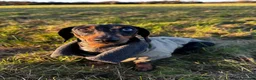Dachshund dogs for sale: Female Dachshund Puppy  in Bridgend - Advert 6
