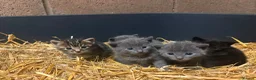 Mixed Breed cats for sale: Outdoor Kittens  - Advert 6