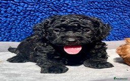 Toy Poodle dogs for sale: STUNNING TOY POODLES KC REG HEALTH TESTED  - Image 14
