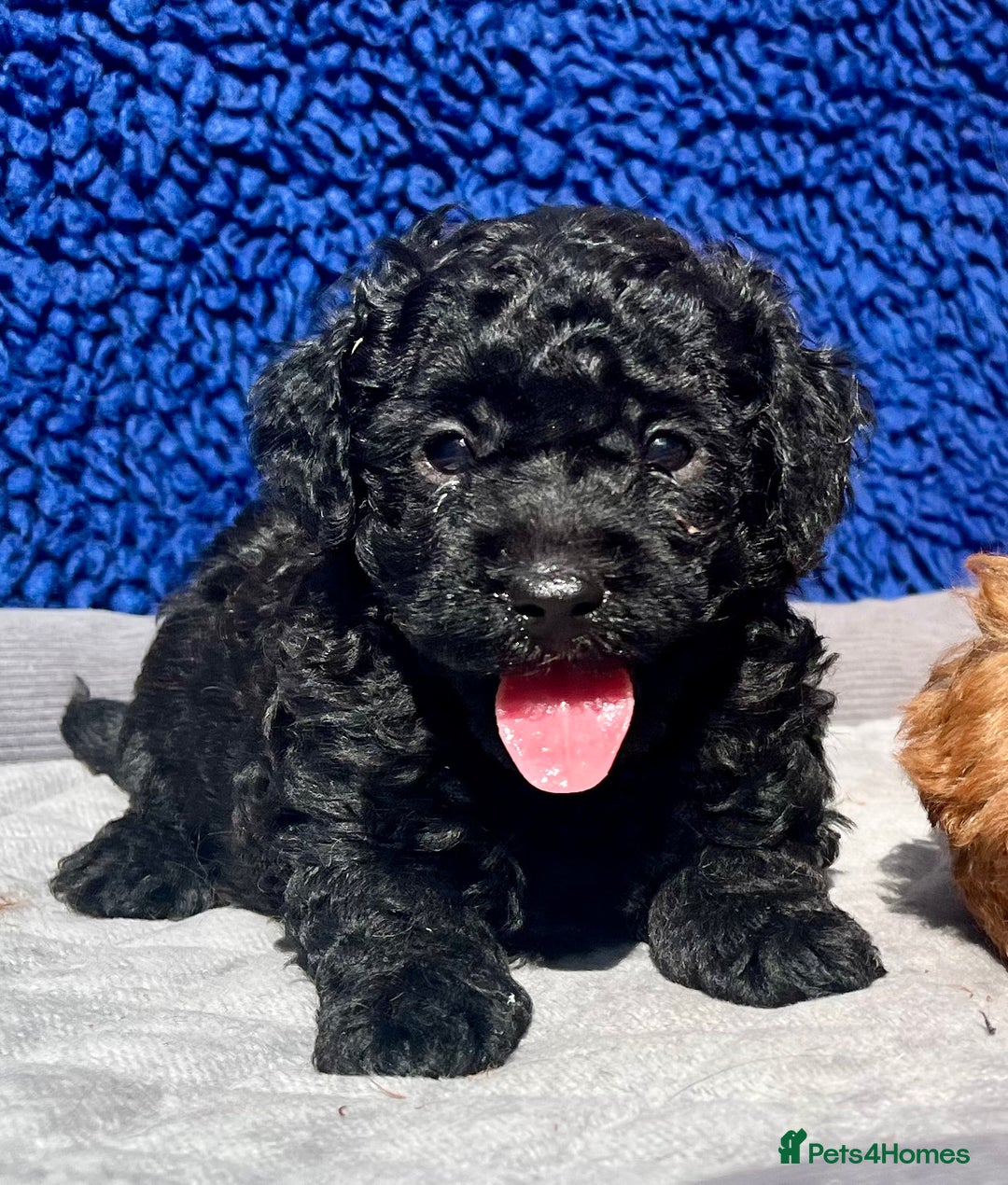 Toy Poodle dogs for sale: STUNNING TOY POODLES KC REG HEALTH TESTED  - Image 14