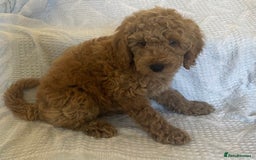 Poochon dogs for sale: Poochon boy - Image 1