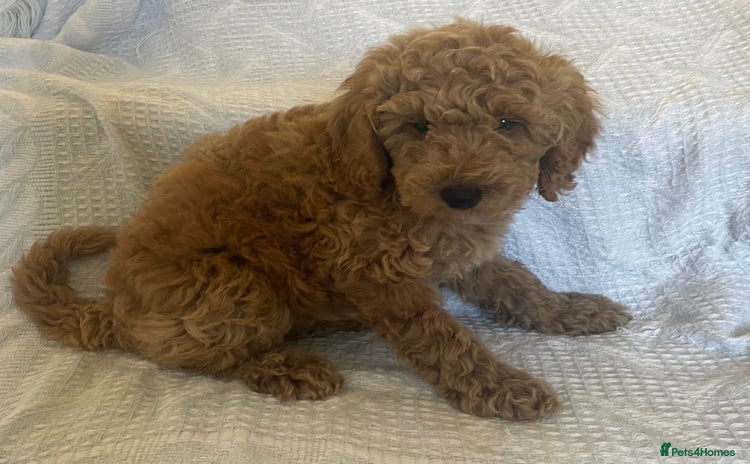Poochon dogs - Advert 1