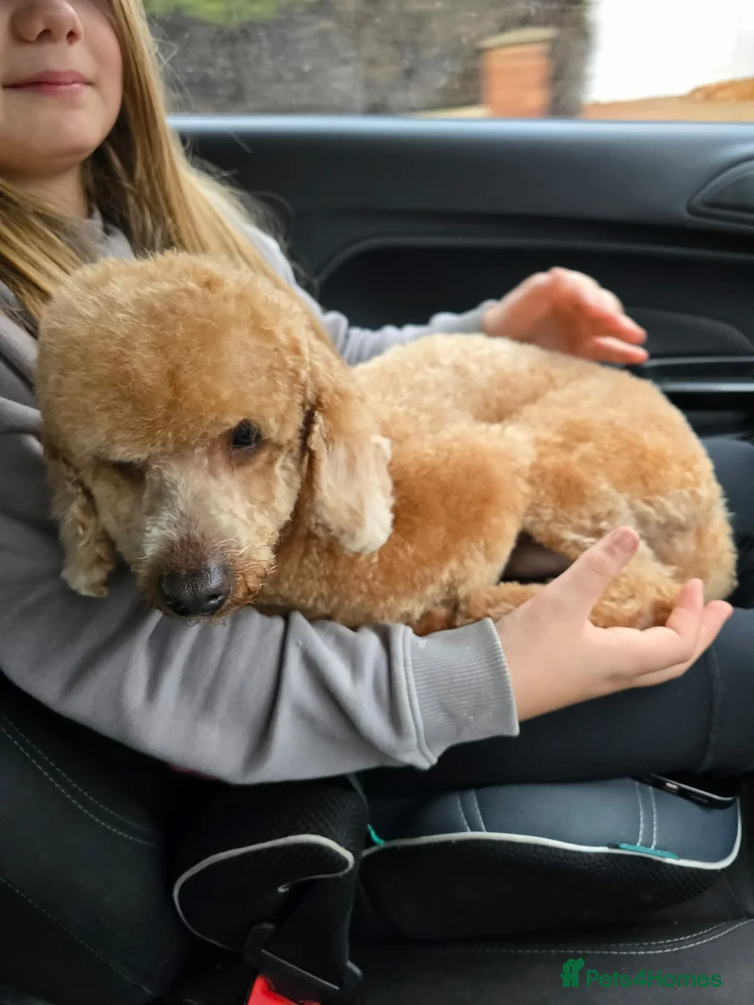 Cockapoo dogs for sale: Stunning f1 toy cockapoo's  - Advert 2