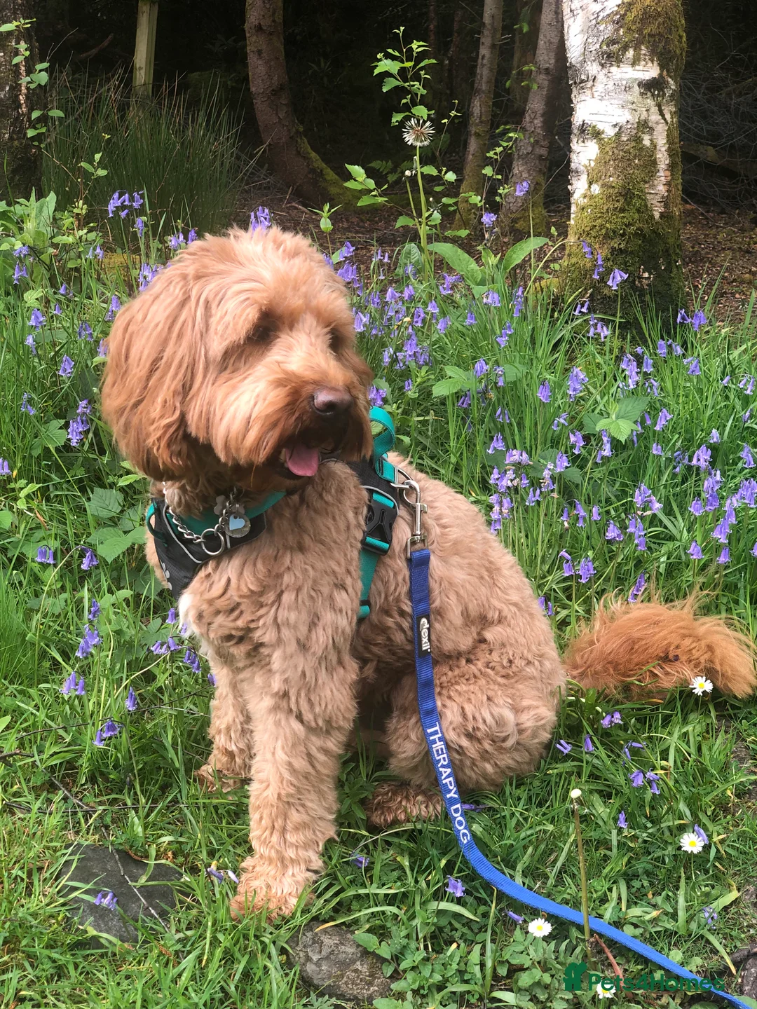 Labradoodle dogs for stud: Australian Labradoodle Stud  in Newtonmore - Advert 7