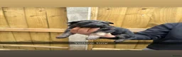 Mixed Breed dogs for sale: German shepherd pups for sale  - Advert 5