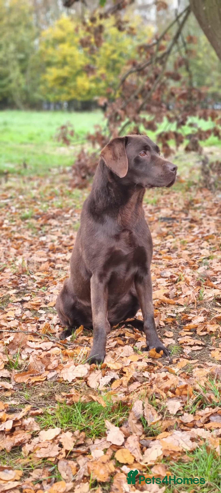 Labrador Retriever dogs New chocolate arrivals at Westfena 🐾 - Advert 2