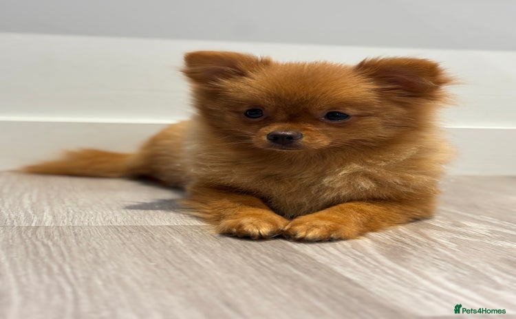 Pomeranian dogs - Advert 15